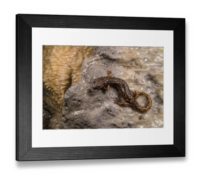 Framed Print : Strinati's cave salamander (Speleomantes strinatii) resting on mineral deposits in cave, San Bartolomeo di Savignone, Italy Framed Print : Strinati's cave salamander (Speleomantes strinatii) resting on mineral deposits in cave, San Bartolomeo di Savignone, Italy