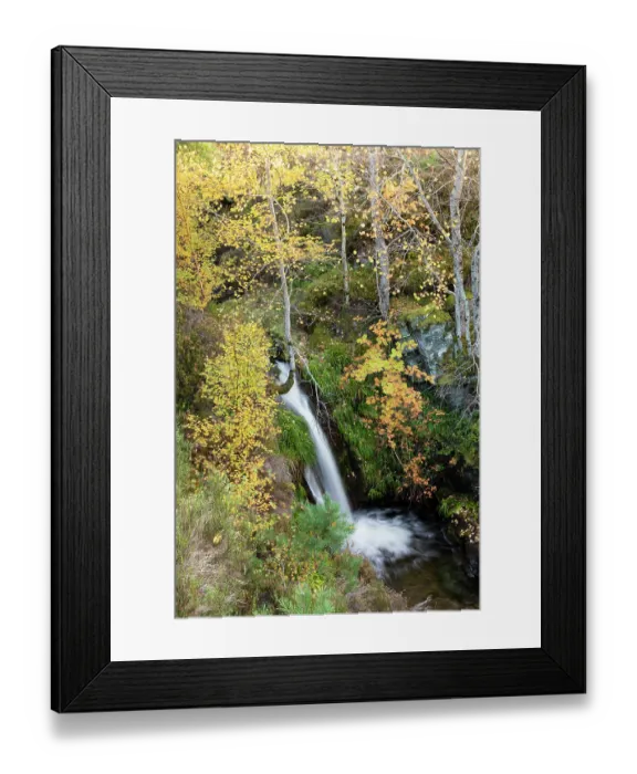 Framed Print : Aspen (Populus tremula) Rowan (Sorbus sp.) and Birch (Betula pendula) trees in autumn colour, growing alongside a waterfall on a small burn in a gully, Mar Lodge Estate, Braemar Framed Print : Aspen (Populus tremula) Rowan (Sorbus sp.) and Birch (Betula pendula) trees in autumn colour, growing alongside a waterfall on a small burn in a gully, Mar Lodge Estate, Braemar