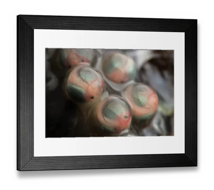 Framed Print : Fringed leaf frog (Cruziohyla craspedopus) frogspawn with developing tadpoles. Captive Framed Print : Fringed leaf frog (Cruziohyla craspedopus) frogspawn with developing tadpoles. Captive