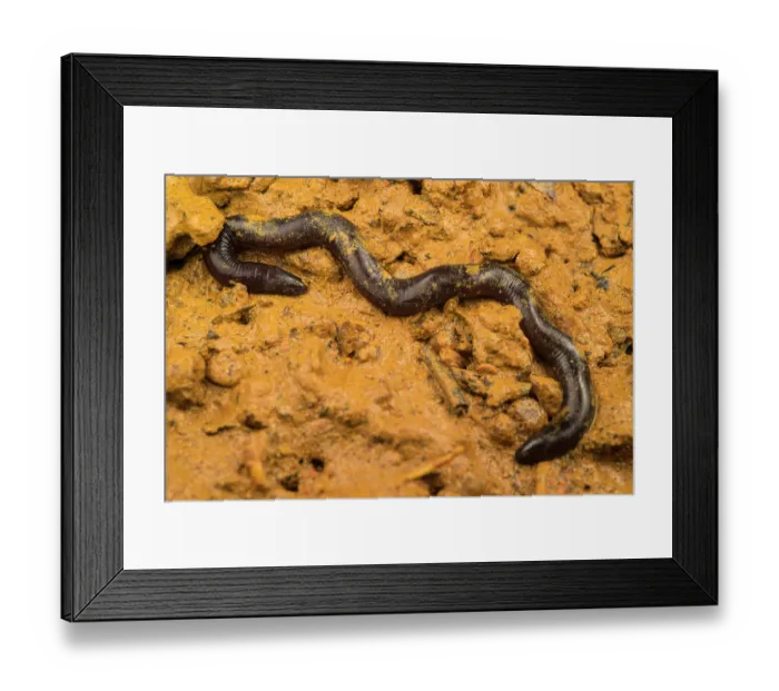 Framed Print : Caecilian (Hypogeophis sp.) moving through soil, Praslin Island, Seychelles Framed Print : Caecilian (Hypogeophis sp.) moving through soil, Praslin Island, Seychelles