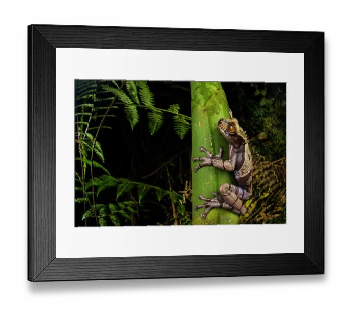 Framed Print : Spiny-headed tree frog (Triprion spinosus) sitting on plant stem and looking around, Centro Manù, Costa Rica Framed Print : Spiny-headed tree frog (Triprion spinosus) sitting on plant stem and looking around, Centro Manù, Costa Rica