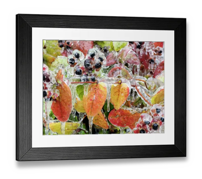 Framed Print : Alder buckthorn (Frangula alnus) berries and foliage covered by a thick layer of frost, Ovada, Italy. December Framed Print : Alder buckthorn (Frangula alnus) berries and foliage covered by a thick layer of frost, Ovada, Italy. December