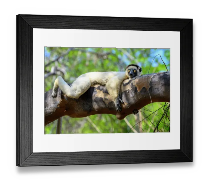 Framed Print : Verreaux's sifaka (Propithecus verreauxi) resting on tree bough during heat of the day in dry deciduous forest, Kirindy Forest, Menabe, western Madagascar. Critically endangered Framed Print : Verreaux's sifaka (Propithecus verreauxi) resting on tree bough during heat of the day in dry deciduous forest, Kirindy Forest, Menabe, western Madagascar. Critically endangered