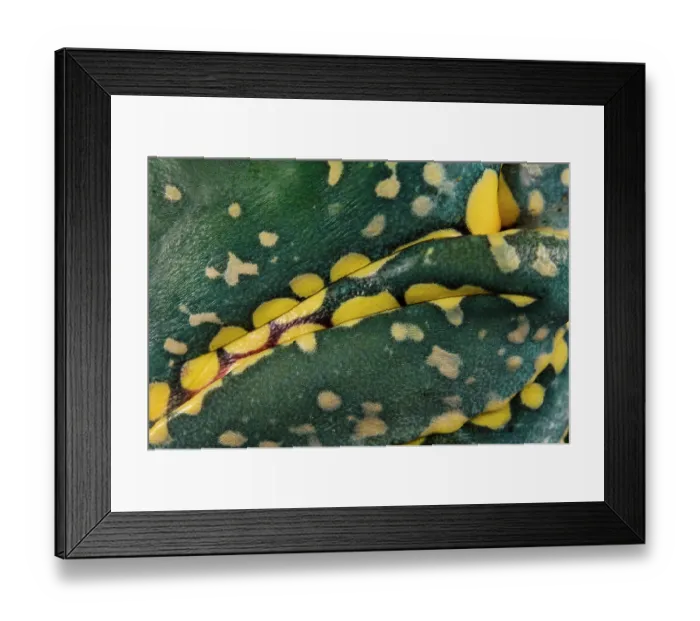 Framed Print : Close-up of Fringed leaf frog's (Cruziohyla craspedopus) skin. Captive Framed Print : Close-up of Fringed leaf frog's (Cruziohyla craspedopus) skin. Captive