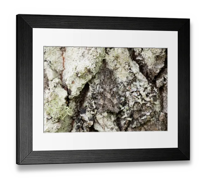 Framed Print : Great brocade (Eurois occulta) moth camouflaged on Aspen trunk, Insh Marshes, Cairngorms National Park, Scotland, UK. July Framed Print : Great brocade (Eurois occulta) moth camouflaged on Aspen trunk, Insh Marshes, Cairngorms National Park, Scotland, UK. July