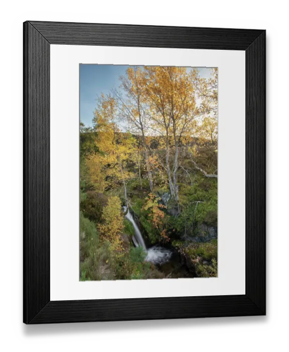 Framed Print : Aspen (Populus tremula) Rowan (Sorbus sp.) and Birch (Betula pendula) trees in autumn colour, growing alongside a waterfall on a small burn in a gully, Mar Lodge Estate, Braemar Framed Print : Aspen (Populus tremula) Rowan (Sorbus sp.) and Birch (Betula pendula) trees in autumn colour, growing alongside a waterfall on a small burn in a gully, Mar Lodge Estate, Braemar