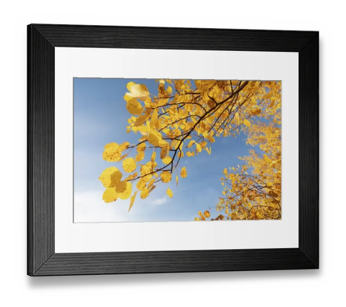 Framed Print : Aspen (Populus tremula) leaves displaying bright yellow autumn foliage, Mar Lodge Estate, Braemar, Scotland, UK. October Framed Print : Aspen (Populus tremula) leaves displaying bright yellow autumn foliage, Mar Lodge Estate, Braemar, Scotland, UK. October