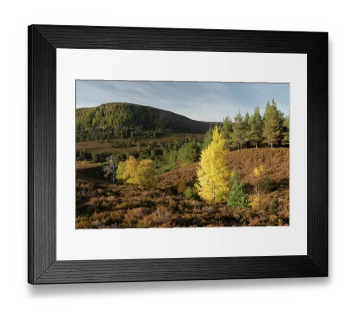 Framed Print : Aspen (Populus tremula) tree displaying bright yellow autumn foliage, Mar Lodge Estate, Braemar, Scotland, UK. October Framed Print : Aspen (Populus tremula) tree displaying bright yellow autumn foliage, Mar Lodge Estate, Braemar, Scotland, UK. October