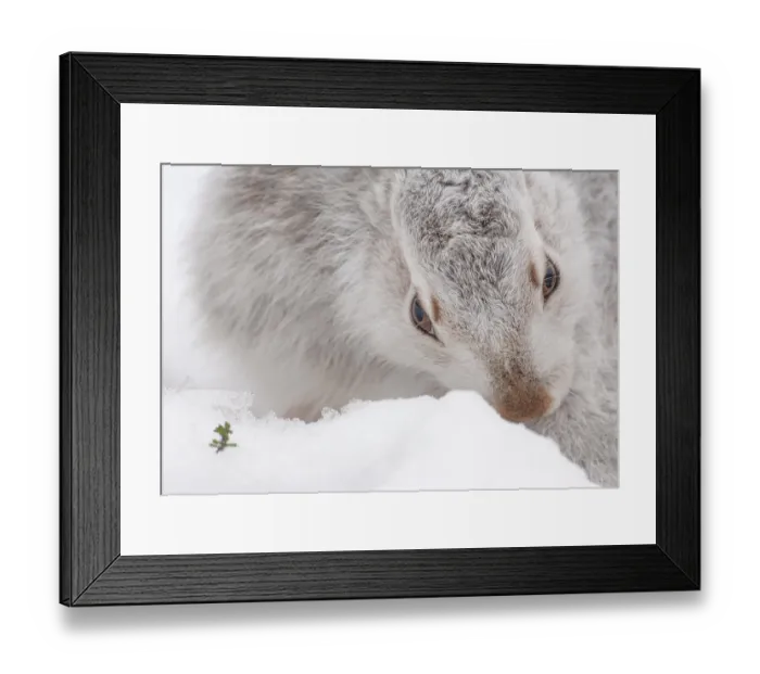 Framed Print : Mountain hare (Lepus timidus) in winter coat, portrait, Cairngorms National Park, Scotland, UK. January Framed Print : Mountain hare (Lepus timidus) in winter coat, portrait, Cairngorms National Park, Scotland, UK. January