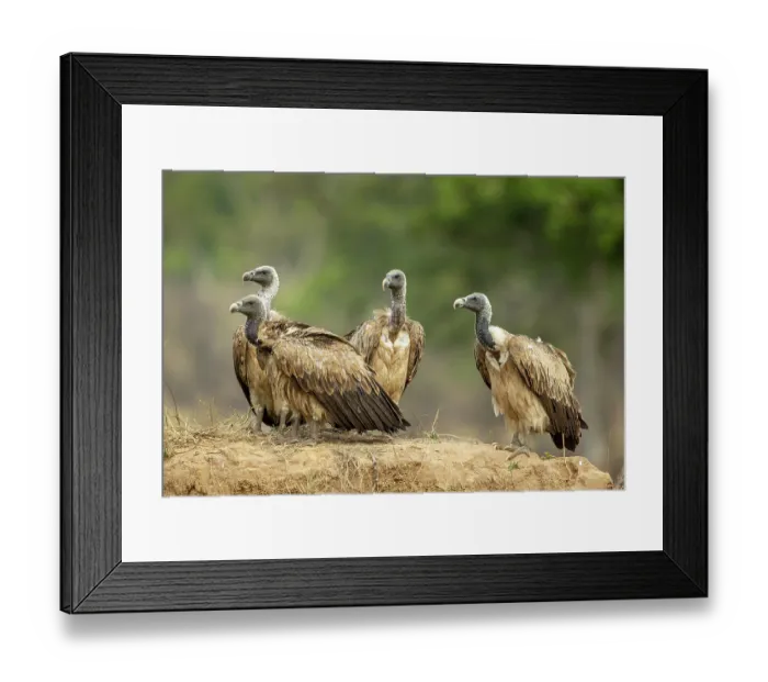 Framed Print : Group of Indian vultures (Gyps indicus) perched on mound of earth, Bandhavgarh Tiger Reserve, Madhya Pradesh, India. Critically endangered Framed Print : Group of Indian vultures (Gyps indicus) perched on mound of earth, Bandhavgarh Tiger Reserve, Madhya Pradesh, India. Critically endangered