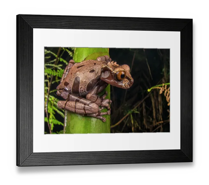 Framed Print : Spiny-headed tree frog (Triprion spinosus) sitting on plant stem and looking around, Centro Manù, Costa Rica Framed Print : Spiny-headed tree frog (Triprion spinosus) sitting on plant stem and looking around, Centro Manù, Costa Rica
