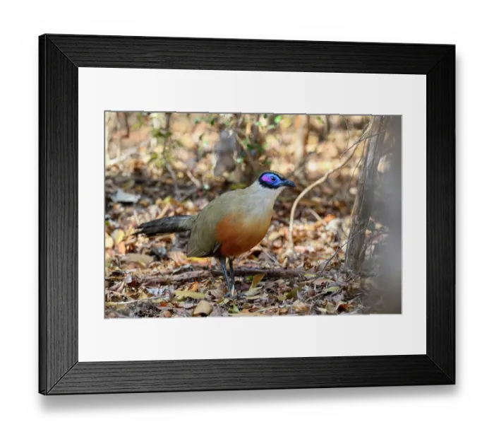 Framed Print : Giant coua (Coua gigas) foraging on forest floor, Kirindy Forest, Central Menabe, western Madagascar Framed Print : Giant coua (Coua gigas) foraging on forest floor, Kirindy Forest, Central Menabe, western Madagascar