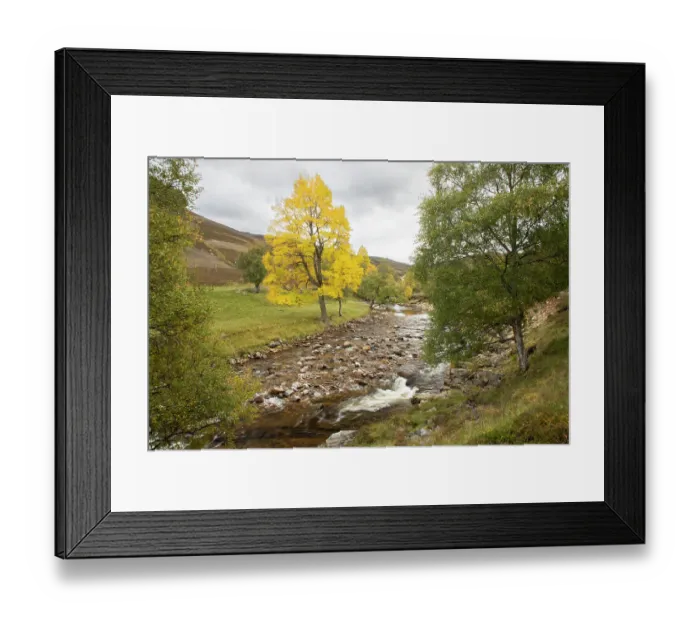 Framed Print : Aspen (Populus tremula) single tree showing yellow autumnal foliage growing alongside Birch (Betula pendula) next to the Ey Burn, Glen Ey, Mar Lodge Estate, Braemar, Scotland, UK Framed Print : Aspen (Populus tremula) single tree showing yellow autumnal foliage growing alongside Birch (Betula pendula) next to the Ey Burn, Glen Ey, Mar Lodge Estate, Braemar, Scotland, UK