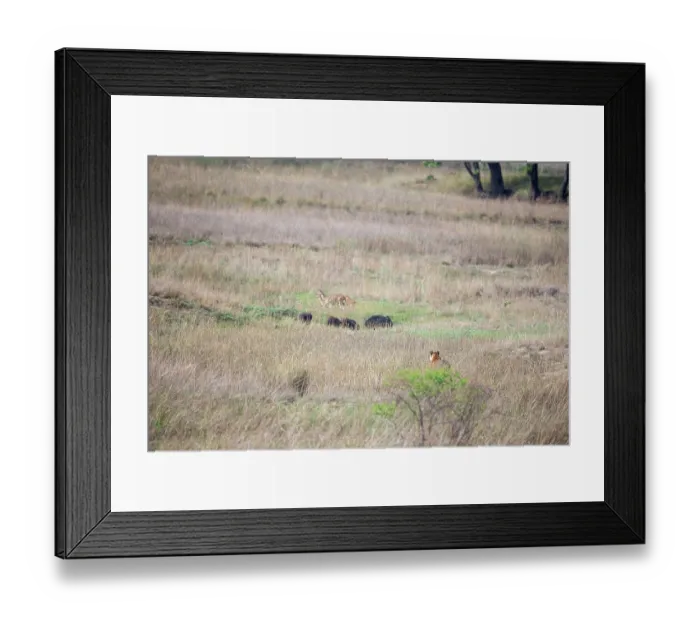 Framed Print : Bengal tiger (Panthera tigris tigris) sub-adult male, stalking Chital (Axis axis) herd in long grass, Bandhavgarh Tiger Reserve, Madhya Pradesh, India. Endangered Framed Print : Bengal tiger (Panthera tigris tigris) sub-adult male, stalking Chital (Axis axis) herd in long grass, Bandhavgarh Tiger Reserve, Madhya Pradesh, India. Endangered