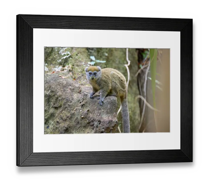 Framed Print : Northern grey bamboo lemur (Hapalemur occidentalis) clambering over boulders in the forest, Andrafiamena-Andavakoera Protected Forest, northern Madagascar Framed Print : Northern grey bamboo lemur (Hapalemur occidentalis) clambering over boulders in the forest, Andrafiamena-Andavakoera Protected Forest, northern Madagascar