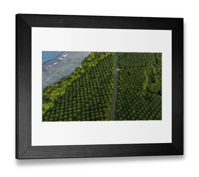Framed Print : Aerial view of a road cutting through an Oil palm (Genus Elaeis) plantation, New Ireleand. Papua New Guinea. November, 2023 Framed Print : Aerial view of a road cutting through an Oil palm (Genus Elaeis) plantation, New Ireleand. Papua New Guinea. November, 2023