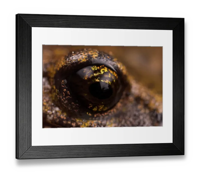 Framed Print : Close-up of Strinati's cave salamander's (Speleomantes strinatii) eye, San Bartolomeo di Savignone, Italy Framed Print : Close-up of Strinati's cave salamander's (Speleomantes strinatii) eye, San Bartolomeo di Savignone, Italy