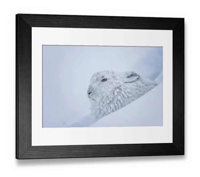 Framed Print : Mountain hare (Lepus timidus) in winter coat, covered in snow resting in snow hole on mountainside, Cairngorms National Park, Scotland, UK. March Framed Print : Mountain hare (Lepus timidus) in winter coat, covered in snow resting in snow hole on mountainside, Cairngorms National Park, Scotland, UK. March