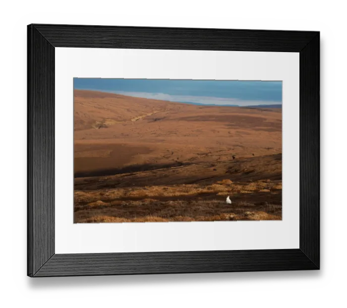 Framed Print : Mountain hare (Lepus timidus) in winter coat, sitting alert on heather moorland, Cairngorms National Park, Scotland, UK. March Framed Print : Mountain hare (Lepus timidus) in winter coat, sitting alert on heather moorland, Cairngorms National Park, Scotland, UK. March