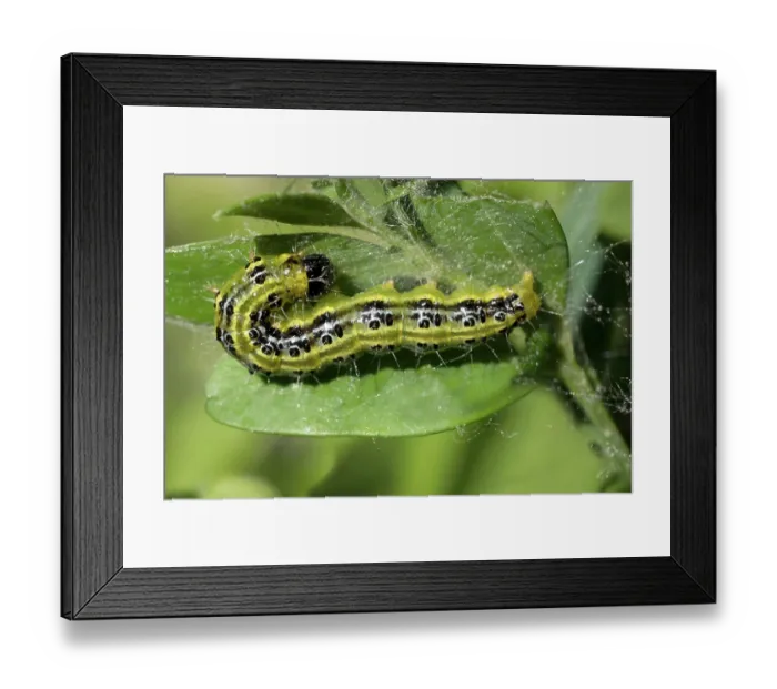 Framed Print : Box tree moth (Cydalima perspectalis) caterpillar feeding on boxwood leaf, Ovada, Piedmont, Italy. April Framed Print : Box tree moth (Cydalima perspectalis) caterpillar feeding on boxwood leaf, Ovada, Piedmont, Italy. April