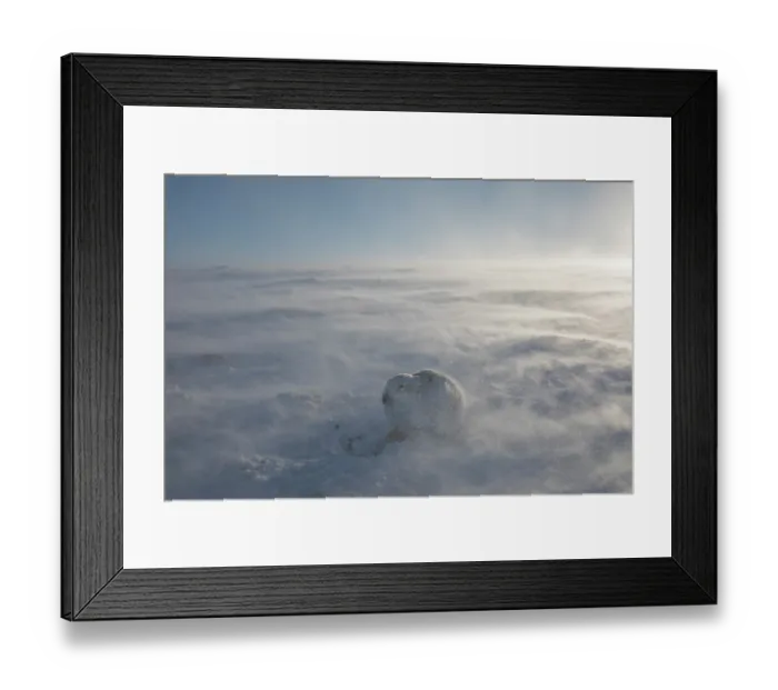 Framed Print : RF - Mountain hare (Lepus timidus) resting on snow in gale force winds and swirling spindrift high on exposed plateau, Cairngorms National Park, Scotland, UK. February Framed Print : RF - Mountain hare (Lepus timidus) resting on snow in gale force winds and swirling spindrift high on exposed plateau, Cairngorms National Park, Scotland, UK. February