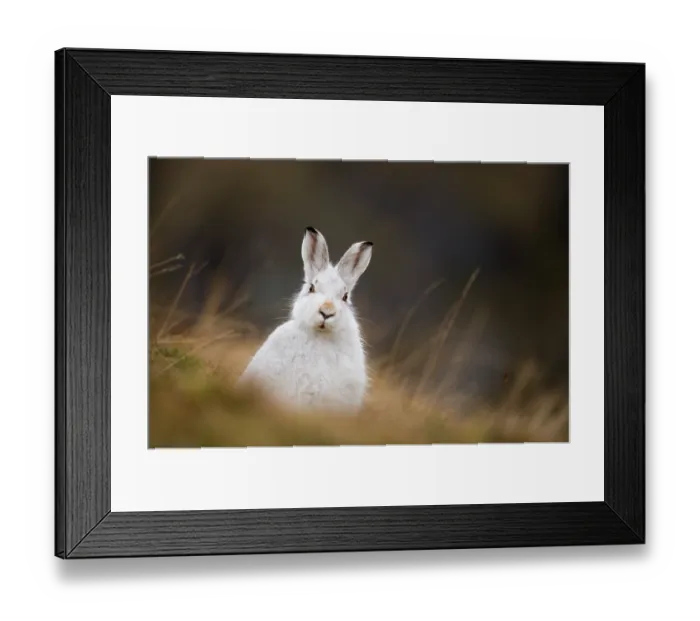 Framed Print : Mountain hare (Lepus timidus) in winter coat, sitting alert on open moorland, Cairngorms National Park, Scotland, UK. January Framed Print : Mountain hare (Lepus timidus) in winter coat, sitting alert on open moorland, Cairngorms National Park, Scotland, UK. January