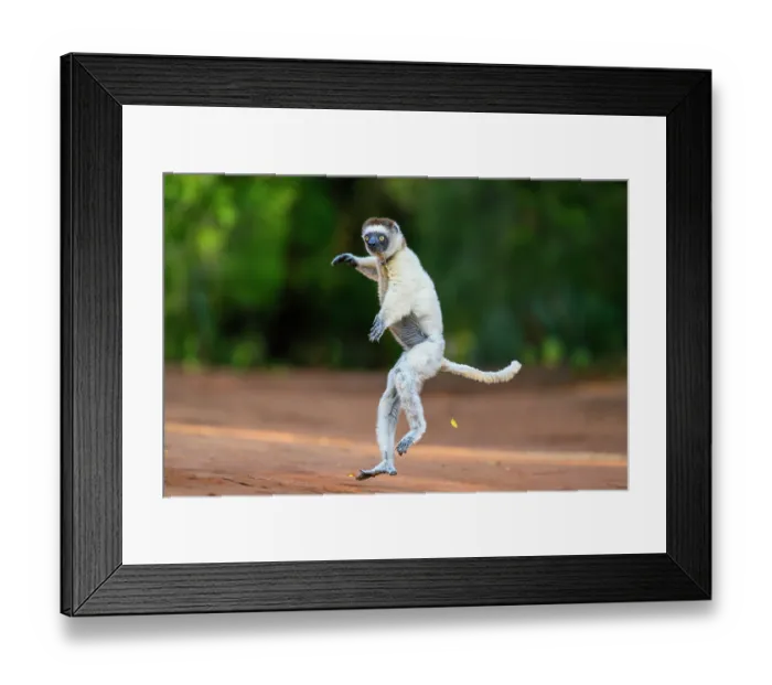 Framed Print : Verreaux's sifaka (Propithecus verreauxi) male, bounding across open ground in early morning sunshine, Berenty Private Reserve, southern Madagascar. Critically endangered Framed Print : Verreaux's sifaka (Propithecus verreauxi) male, bounding across open ground in early morning sunshine, Berenty Private Reserve, southern Madagascar. Critically endangered