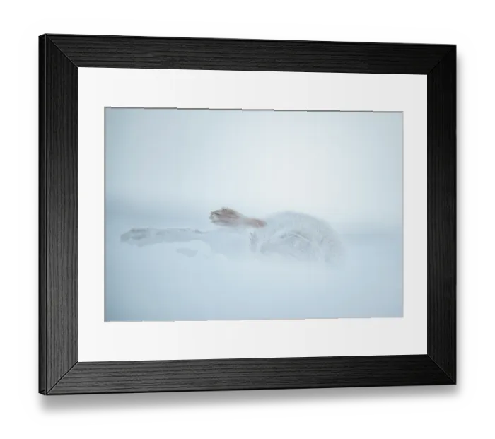 Framed Print : Mountain hare (Lepus timidus) in winter coat, rolling in snow to dry its fur after a snowstorm, Cairngorms National Park, Scotland, UK. February Framed Print : Mountain hare (Lepus timidus) in winter coat, rolling in snow to dry its fur after a snowstorm, Cairngorms National Park, Scotland, UK. February