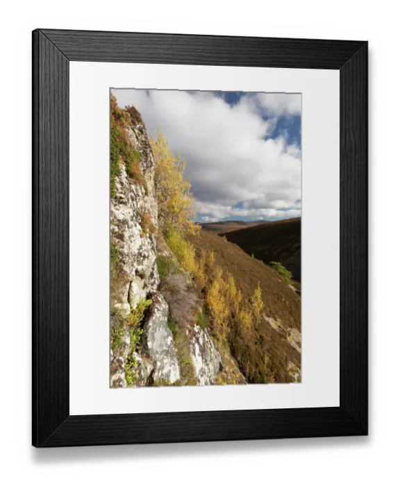 Framed Print : Aspen (Populus tremula) trees stand and suckers in autumn growing on a steep inaccessible rock face, Mar Lodge Estate, Braemar, Scotland, UK, October Framed Print : Aspen (Populus tremula) trees stand and suckers in autumn growing on a steep inaccessible rock face, Mar Lodge Estate, Braemar, Scotland, UK, October