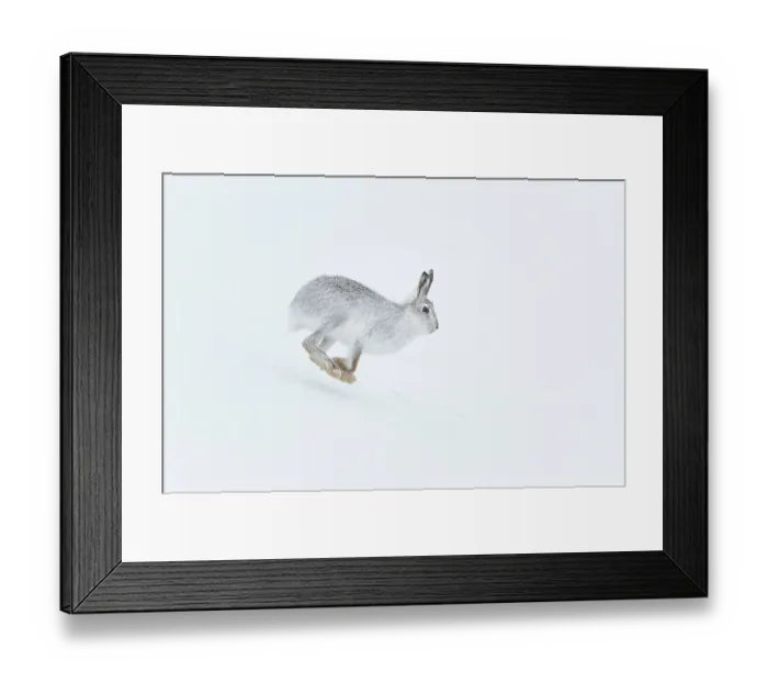 Framed Print : RF - Mountain hare (Lepus timidus) in winter coat, running across snow, Cairngorms National Park, Scotland, UK. February Framed Print : RF - Mountain hare (Lepus timidus) in winter coat, running across snow, Cairngorms National Park, Scotland, UK. February