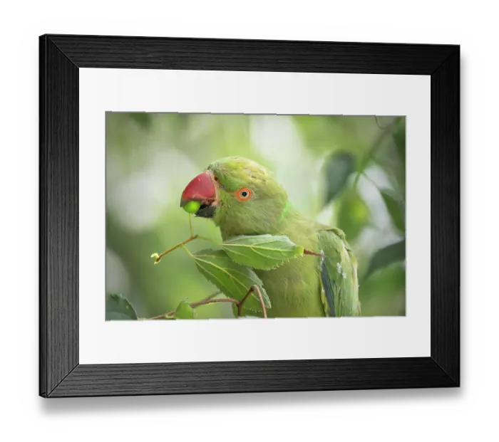 Framed Print : Rose-ringed parakeet (Psittacula krameri) feeding on European nettle tree (Celtis australis) berries, Genoa, Italy. July