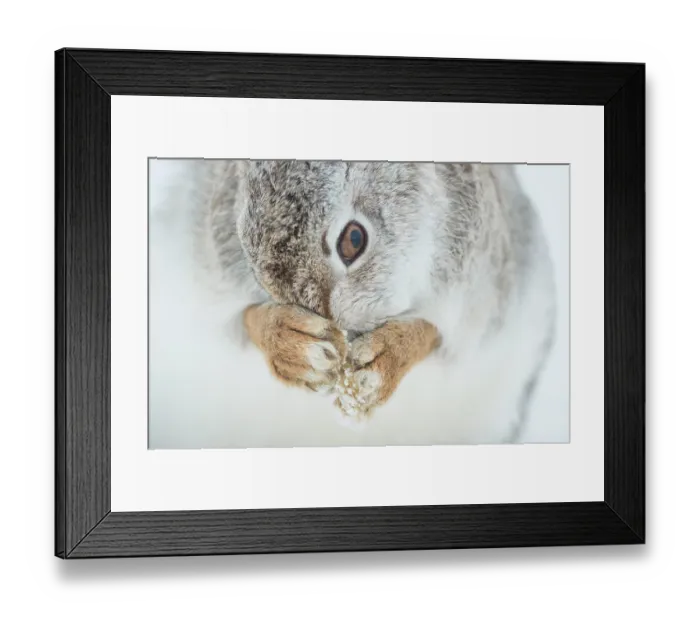 Framed Print : Mountain hare (Lepus timidus) in winter coat, grooming, Cairngorms National Park, Scotland, UK. February Framed Print : Mountain hare (Lepus timidus) in winter coat, grooming, Cairngorms National Park, Scotland, UK. February