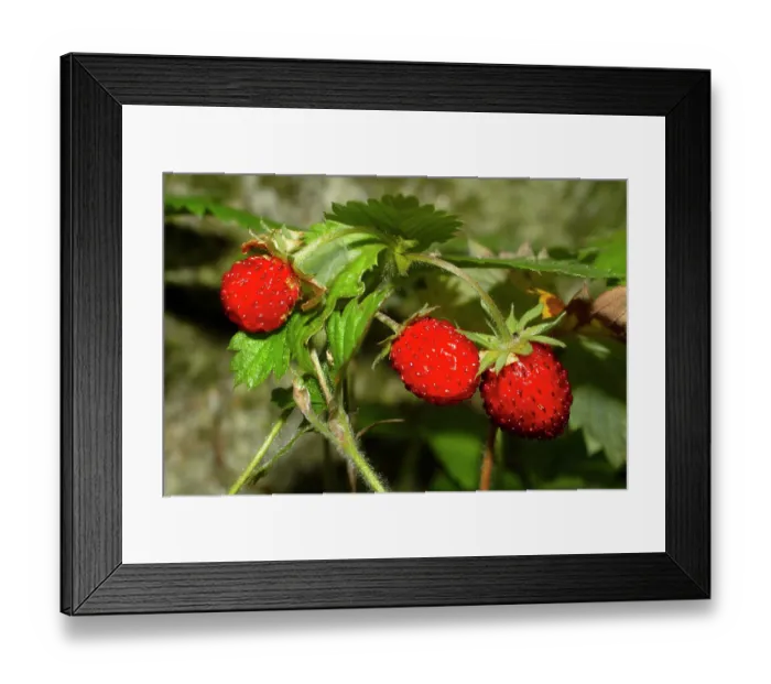 Framed Print : Wild strawberries (Fragaria vesca) growing in a country garden, Ovada, Italy. July Framed Print : Wild strawberries (Fragaria vesca) growing in a country garden, Ovada, Italy. July