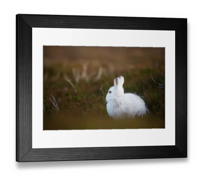 Framed Print : Mountain hare (Lepus timidus) in winter coat, sitting on heather moorland, Cairngorms National Park, Scotland, UK. January Framed Print : Mountain hare (Lepus timidus) in winter coat, sitting on heather moorland, Cairngorms National Park, Scotland, UK. January