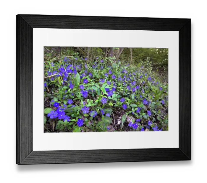 Framed Print : Blue periwinkle (Vinca major) in flower in a country garden, Ovada, Piedmont, Italy. April Framed Print : Blue periwinkle (Vinca major) in flower in a country garden, Ovada, Piedmont, Italy. April