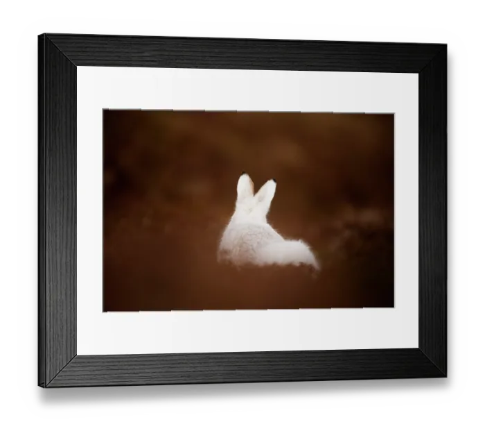Framed Print : Mountain hare (Lepus timidus) in winter coat, sitting on heather moorland, Cairngorms National Park, Scotland, UK. January