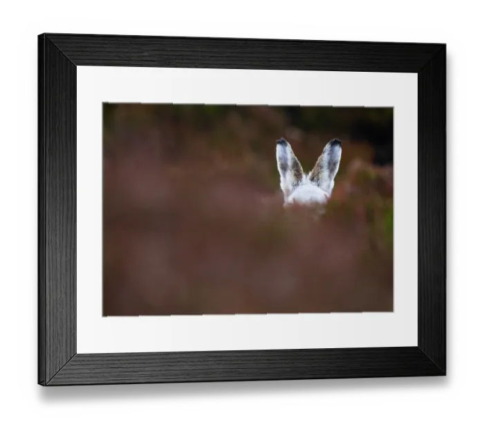 Framed Print : Mountain hare (Lepus timidus) in winter coat, sitting alert on heather moorland, Cairngorms National Park, Scotland, UK. February