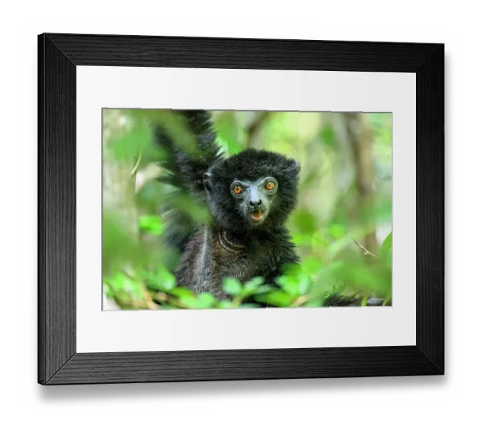 Framed Print : Perrier's black sifaka (Propithecus perrieri) male, climbing in forest understorey, Andrafiamena-Andavakoera Protected Forest, northern Madagascar. Critically endangered Framed Print : Perrier's black sifaka (Propithecus perrieri) male, climbing in forest understorey, Andrafiamena-Andavakoera Protected Forest, northern Madagascar. Critically endangered