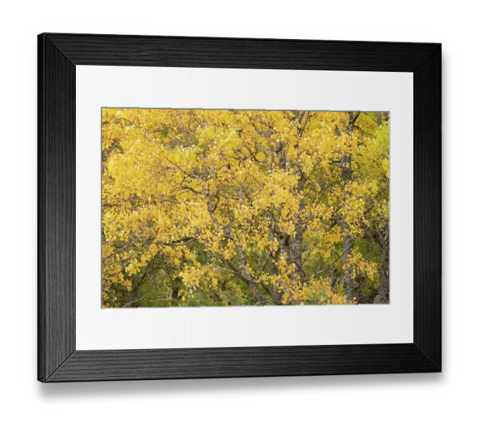 Framed Print : Aspen (Populus tremula) trees close-up of yellow autumnal foliage of a mature stand, Mar Lodge Estate, Braemar, Scotland, UK. October Framed Print : Aspen (Populus tremula) trees close-up of yellow autumnal foliage of a mature stand, Mar Lodge Estate, Braemar, Scotland, UK. October