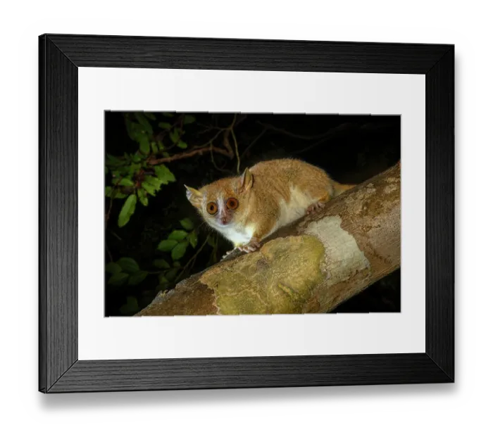 Framed Print : Sambirano mouse lemur (Microcebus sambiranensis) resting on a branch at night, Anabohazo Forest, Sahamalaza-Iles Radama National Park, north western Madagascar. Endangered Framed Print : Sambirano mouse lemur (Microcebus sambiranensis) resting on a branch at night, Anabohazo Forest, Sahamalaza-Iles Radama National Park, north western Madagascar. Endangered