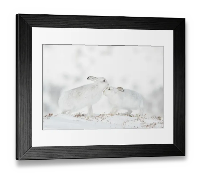 Framed Print : RF - Mountain hares (Lepus timidus) pair in winter coat, nuzzling, Cairngorms National Park, Scotland, UK. February Framed Print : RF - Mountain hares (Lepus timidus) pair in winter coat, nuzzling, Cairngorms National Park, Scotland, UK. February