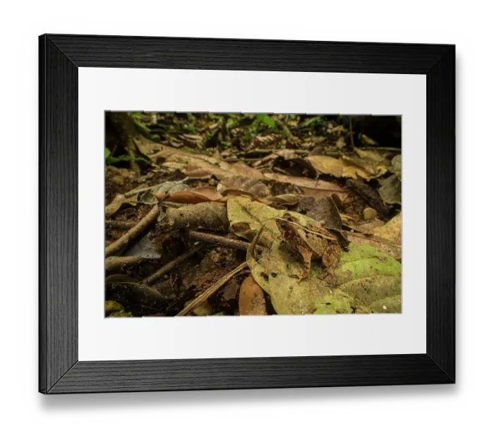Framed Print : Beaked frog (Rhinella sp.) sitting on leaf on forest floor and looking around, Los Amigos Biological Station, Peru Framed Print : Beaked frog (Rhinella sp.) sitting on leaf on forest floor and looking around, Los Amigos Biological Station, Peru