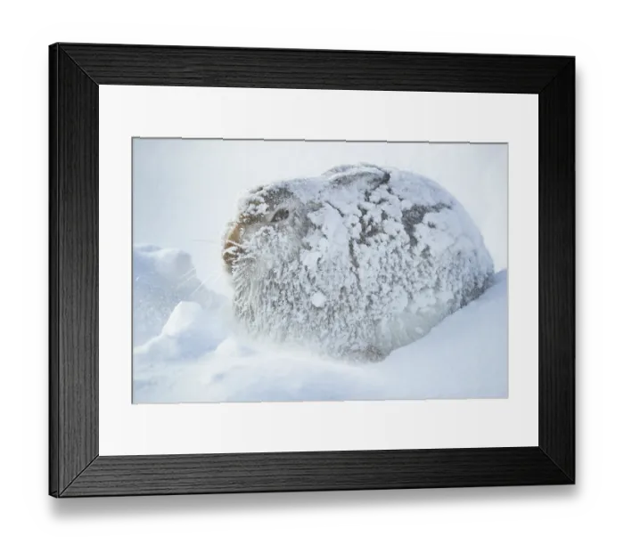 Framed Print : Mountain hare (Lepus timidus) completed encrusted in snow and ice resting during blizzard, high on an exposed plateau, Cairngorms National Park, Scotland, UK. January