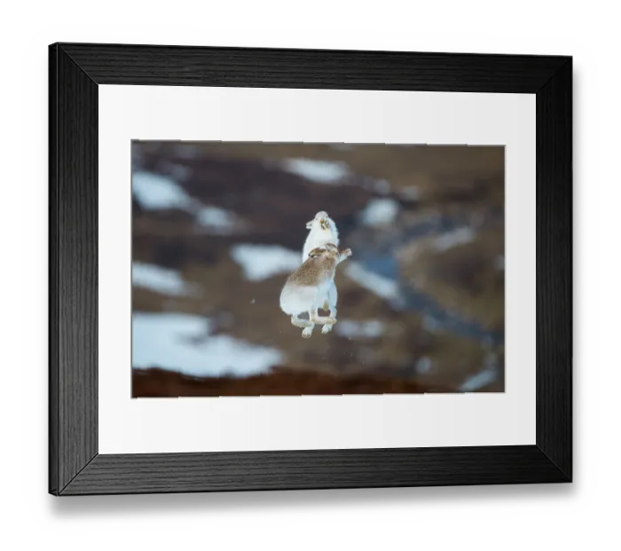 Framed Print : Mountain hares (Lepus timidus) pair, leaping high into the air in a display of boxing behaviour during courtship, Cairngorms National Park, Scotland, UK. February Framed Print : Mountain hares (Lepus timidus) pair, leaping high into the air in a display of boxing behaviour during courtship, Cairngorms National Park, Scotland, UK. February