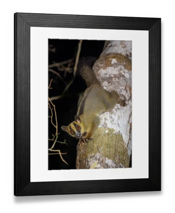 Framed Print : Pale fork-marked lemur (Phaner pallescens) climbing down tree trunk at night to feed on sap / gum of tree (Terminalia sp.), Kirindy Forest, Menabe, western Madagascar. Endangered Framed Print : Pale fork-marked lemur (Phaner pallescens) climbing down tree trunk at night to feed on sap / gum of tree (Terminalia sp.), Kirindy Forest, Menabe, western Madagascar. Endangered