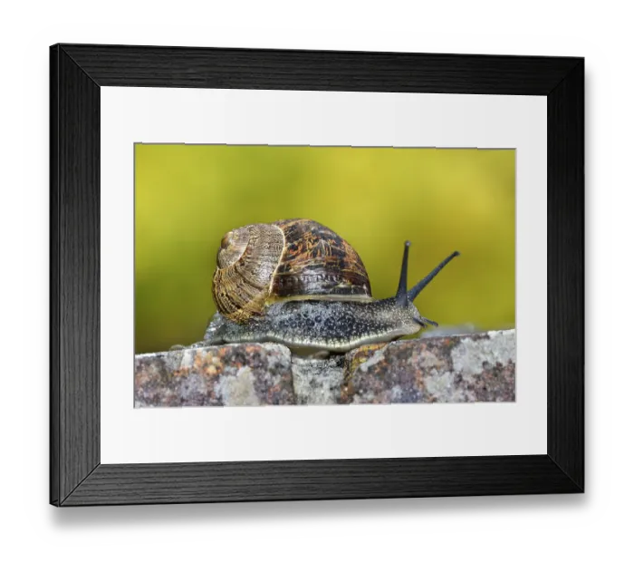 Framed Print : Garden snail (helix aspersa) on garden wall, portrait, Dorset, England, UK. June. Controlled conditions