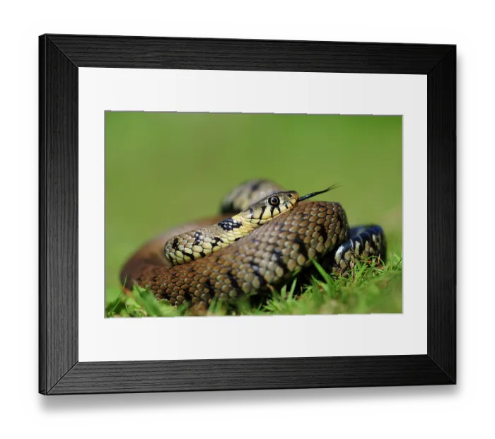 Framed Print : Grass snake (natrix natrix) coiled up, basking in summer, Dorset, England, UK. July. Controlled conditions Framed Print : Grass snake (natrix natrix) coiled up, basking in summer, Dorset, England, UK. July. Controlled conditions