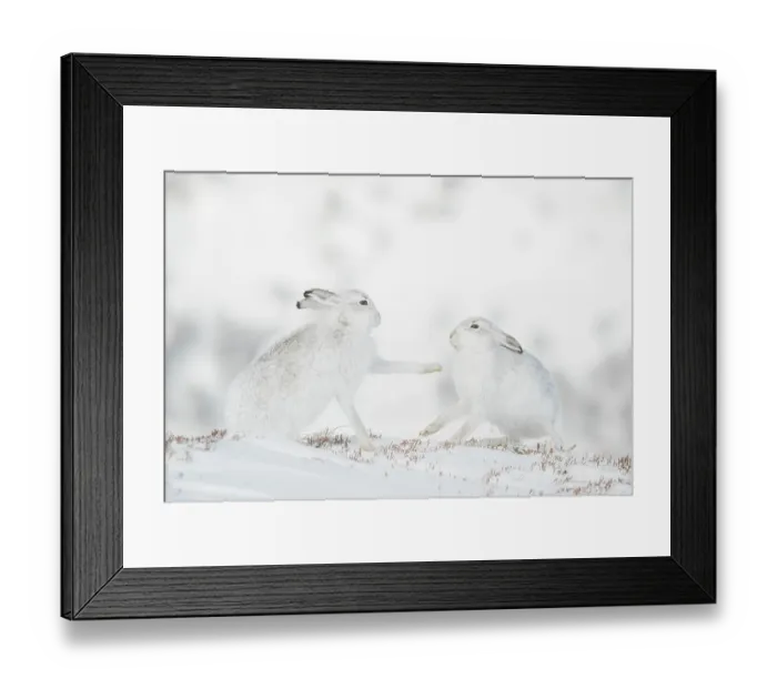 Framed Print : Mountain hares (Lepus timidus) pair, sparring during courtship, Cairngorms National Park, Scotland, UK. February Framed Print : Mountain hares (Lepus timidus) pair, sparring during courtship, Cairngorms National Park, Scotland, UK. February
