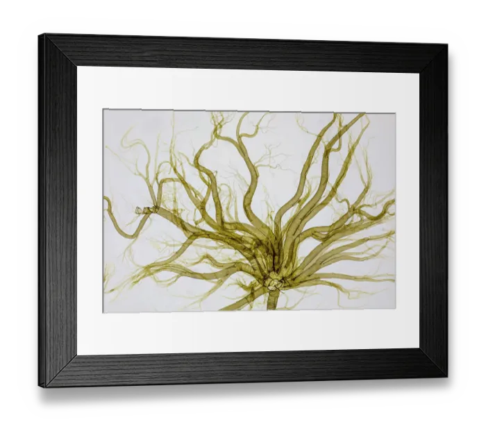 Framed Print : Trachea and tracheoles of a Silkworm (Bombycidae) caterpillar, imaged from an antique microscope slide Framed Print : Trachea and tracheoles of a Silkworm (Bombycidae) caterpillar, imaged from an antique microscope slide