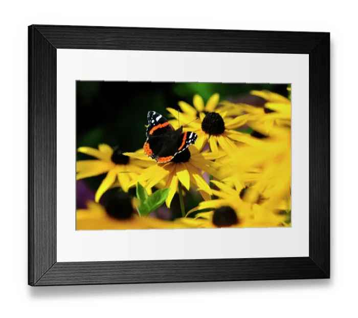 Framed Print : RF - Red admiral butterfly (vanessa atalanta) nectaring on Black-eyed-susans (Rudbeckia sp.) in a garden, Dorset, England, UK. September Framed Print : RF - Red admiral butterfly (vanessa atalanta) nectaring on Black-eyed-susans (Rudbeckia sp.) in a garden, Dorset, England, UK. September